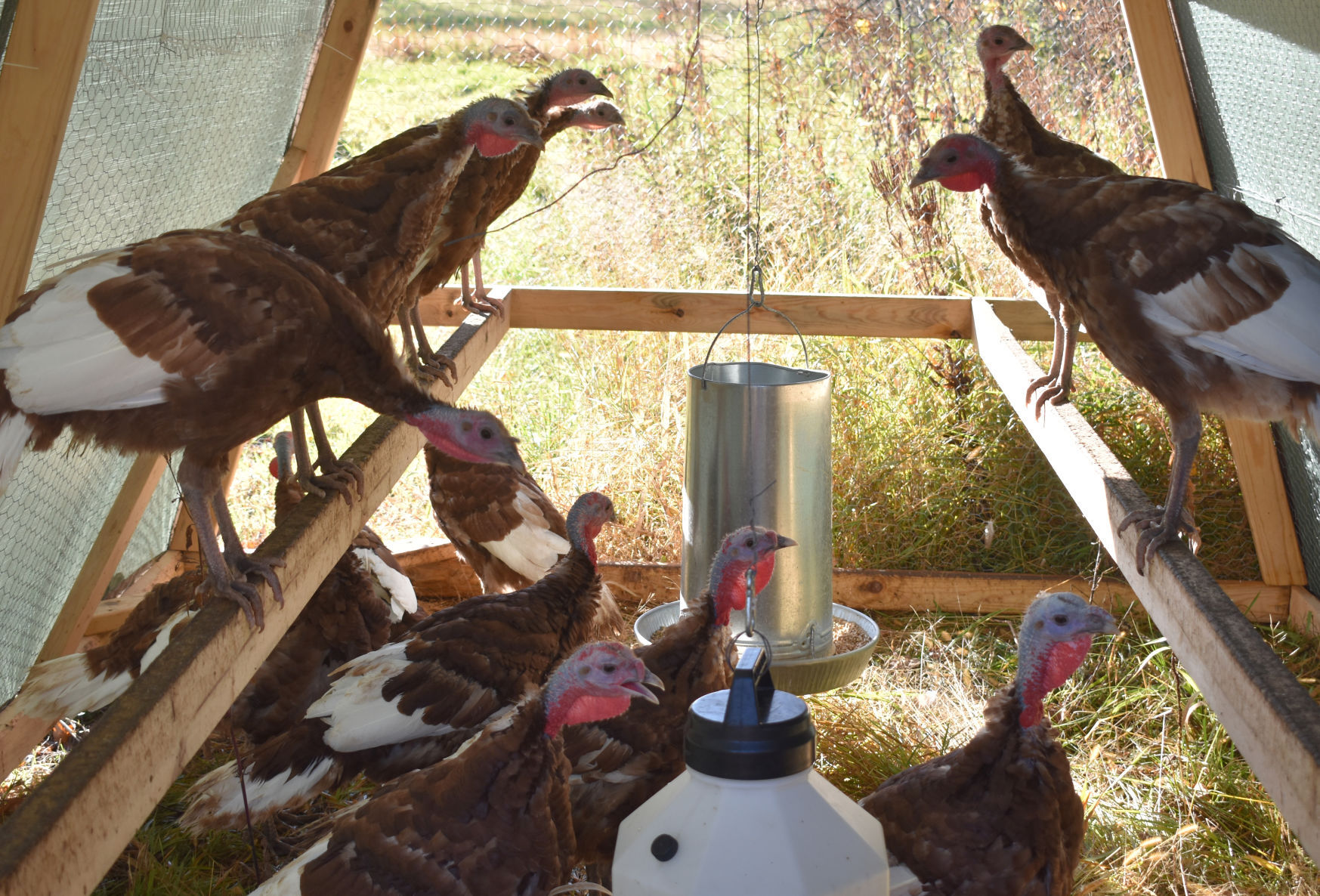 turkeys.jpg